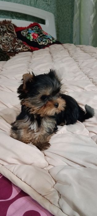 Девочка Йорка мини.