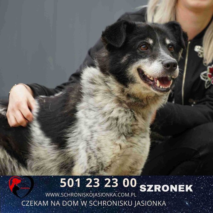 SZRONEK do adopcji – Schronisko Jasionka