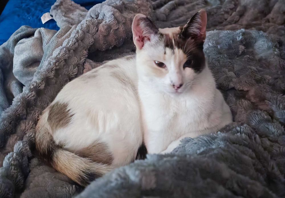 Gatinha muito meiga