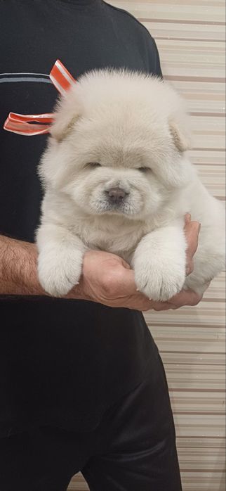 Чау чау,бронювання