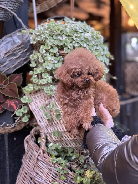 Тікап Той Пудель привезений з Китаю