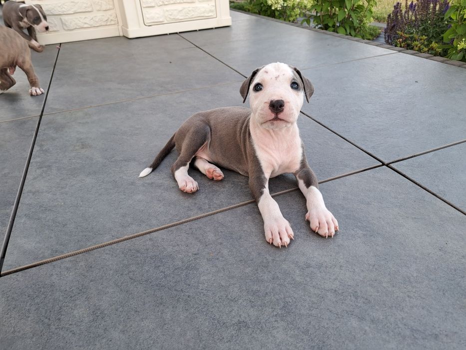 Amstaff   suczka