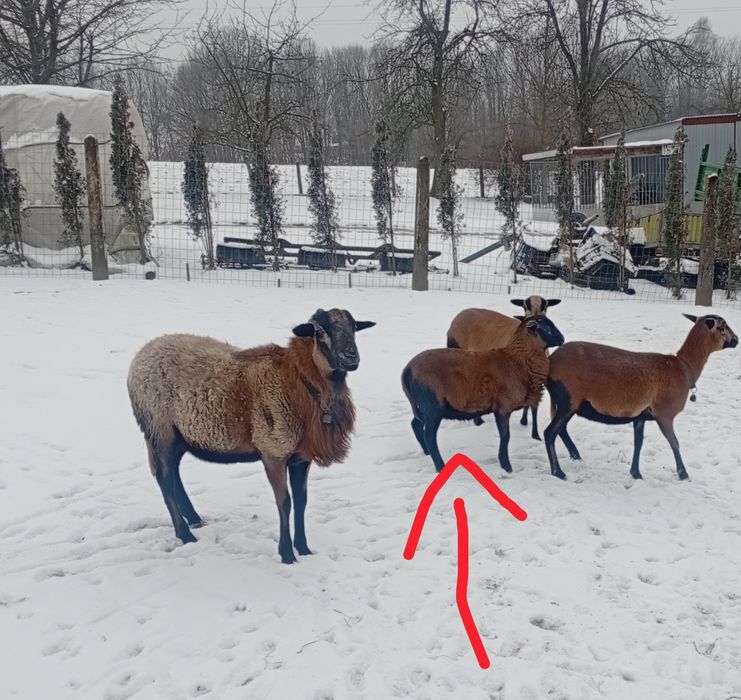 Sprzedam Barana Barbados