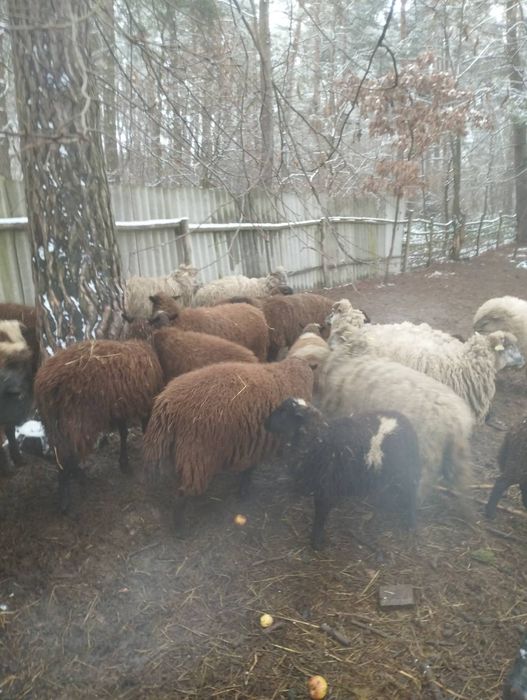 Вівця, баран, ягнята, баранина