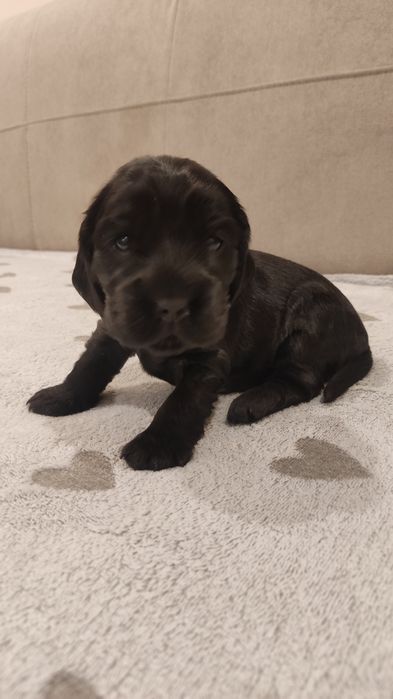 Cocker spaniel angielski