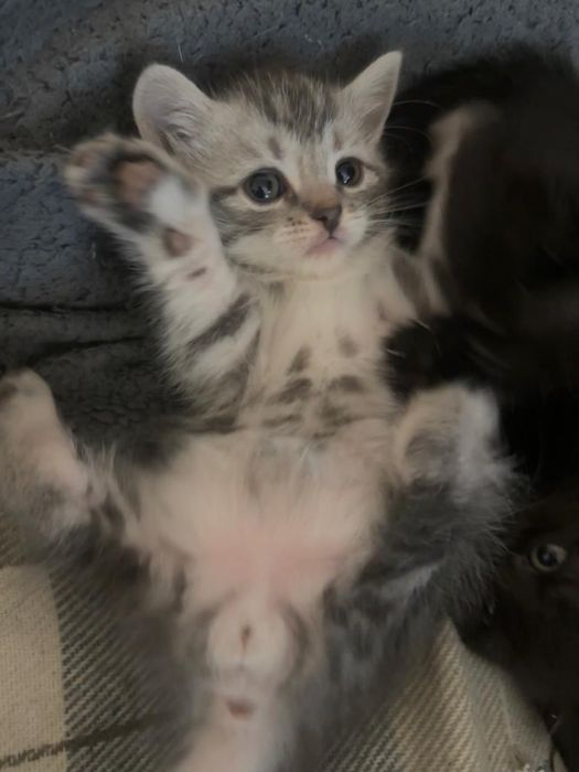 Лагілне кошеня шотландець