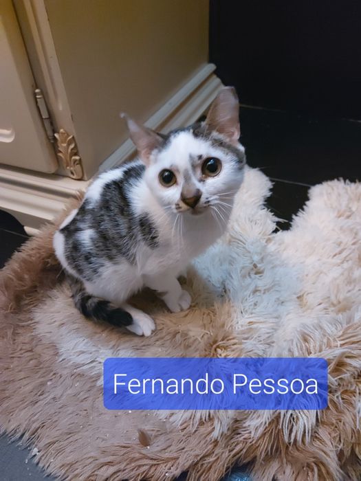 Gatinhos para adoção