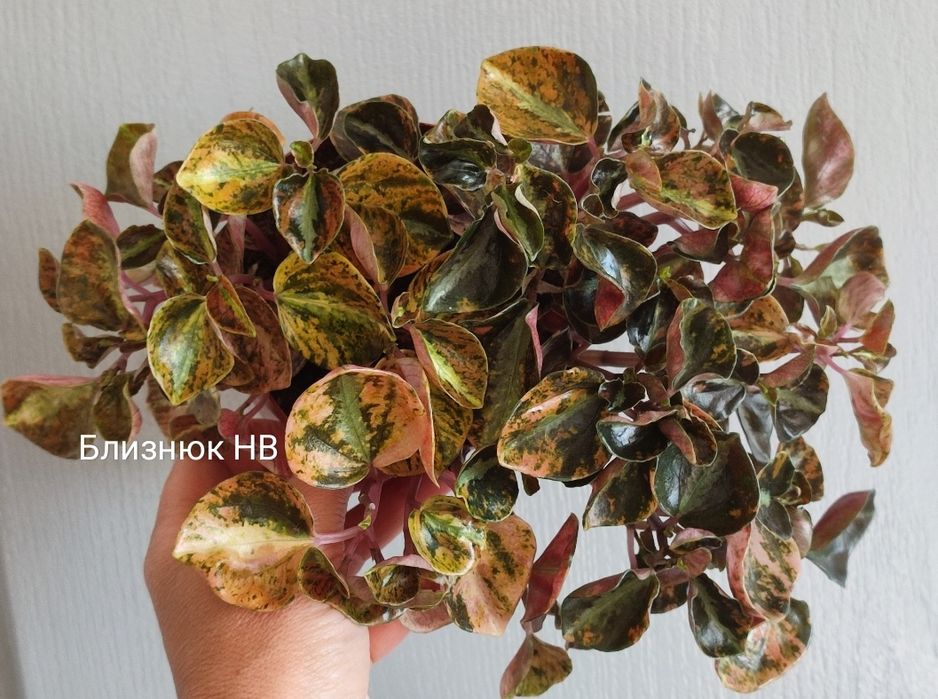 Пеперомія крем брюле crème brûlée peperomia