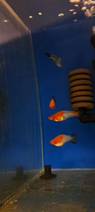 Mieczyki koi wagtail rzadkość 10 szt