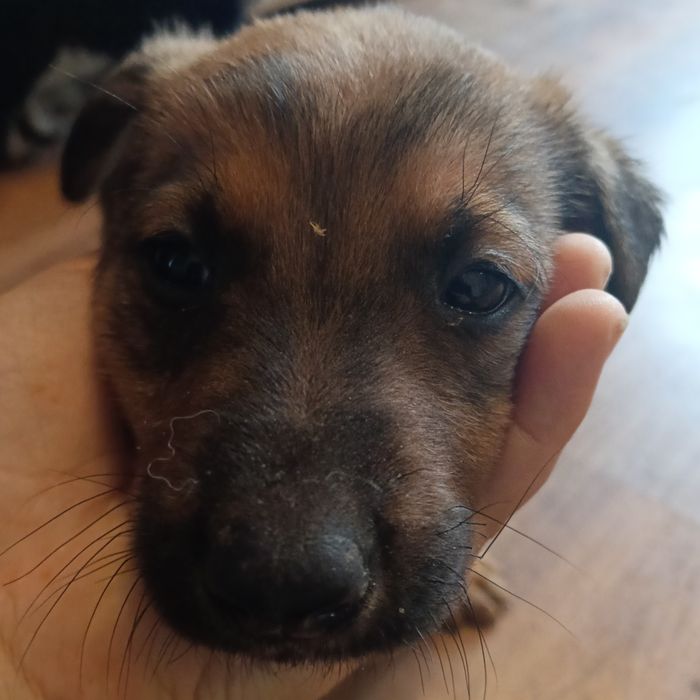 Dzień dobry oddam pieski