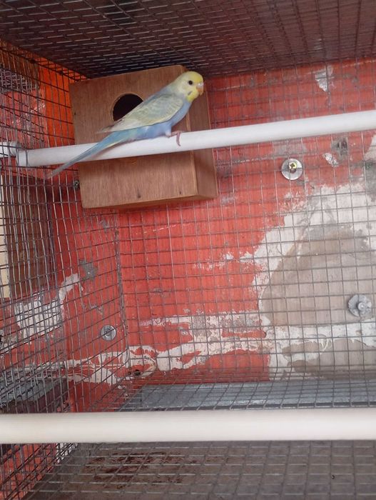 Vendo periquitos arco-íris