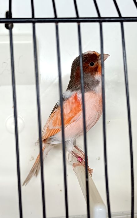 Canarios de várias raças de boa genética!