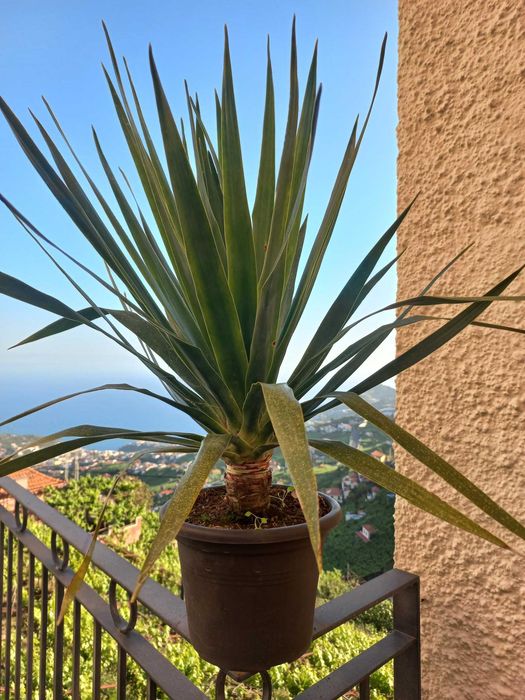 Dragoeiro (Dracaena draco)