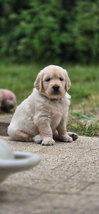 Golden retriever zkwp fci szczenię