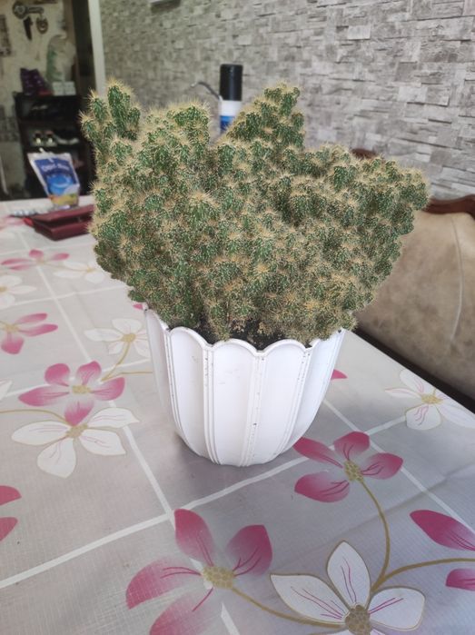 Кактус Цереус Скала