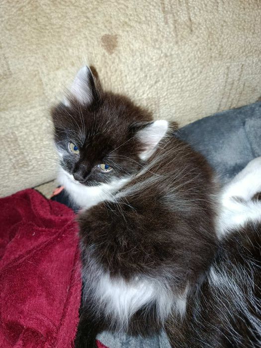 Віддам в добрі руки