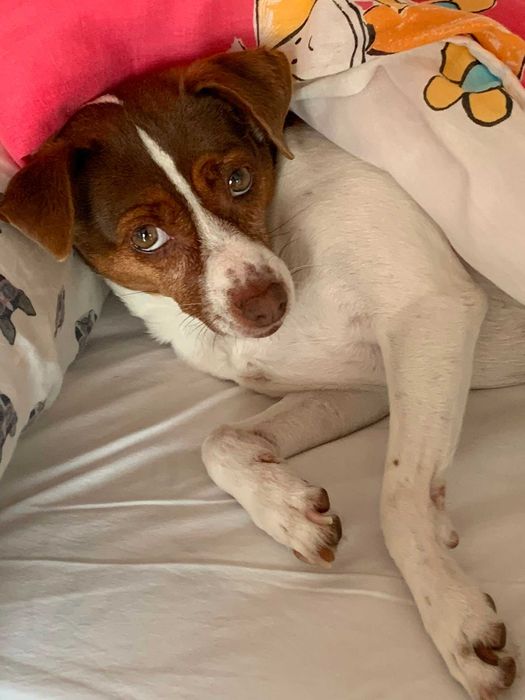 Alojamento familiar para animais / pet sitting / hotel para animais / banhos / tosas / passeios