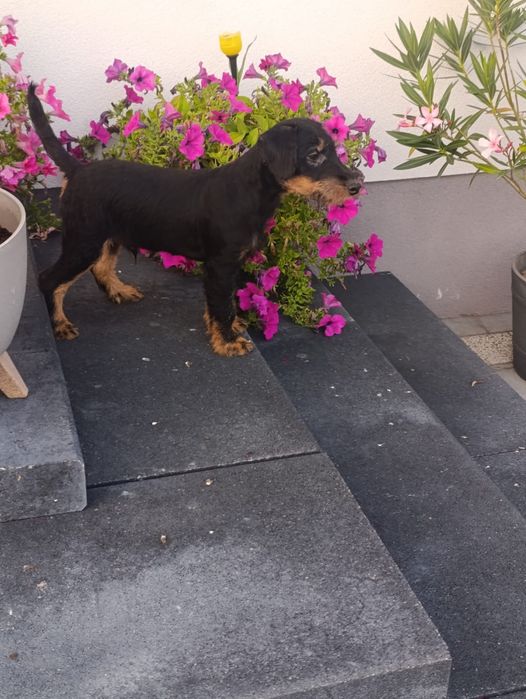 Niemiecki Terrier Myśliwski