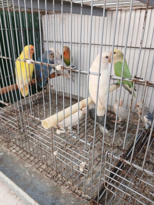 10 Agapornis novos 2026 só  vendo  em conjunto  180 euros todos individual 25 cada