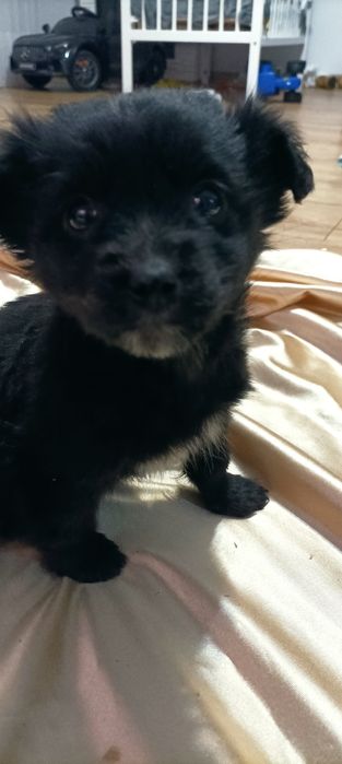 2 malutkie suczki szukają ciepłego dobrego domku