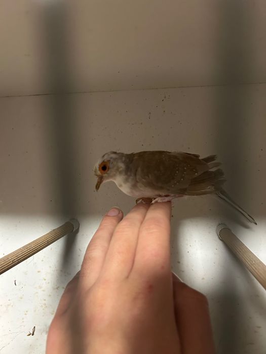 Gołąbki diamentowe szeki