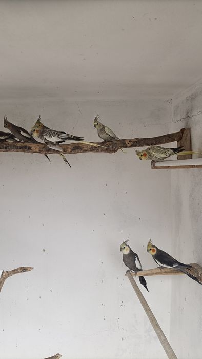 Caturras deste ano
