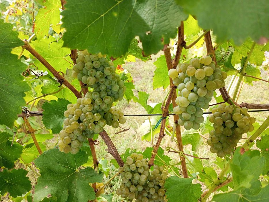 Технічний виноград