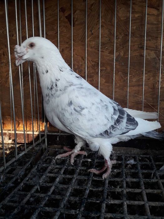 Golebie staropolskie samice