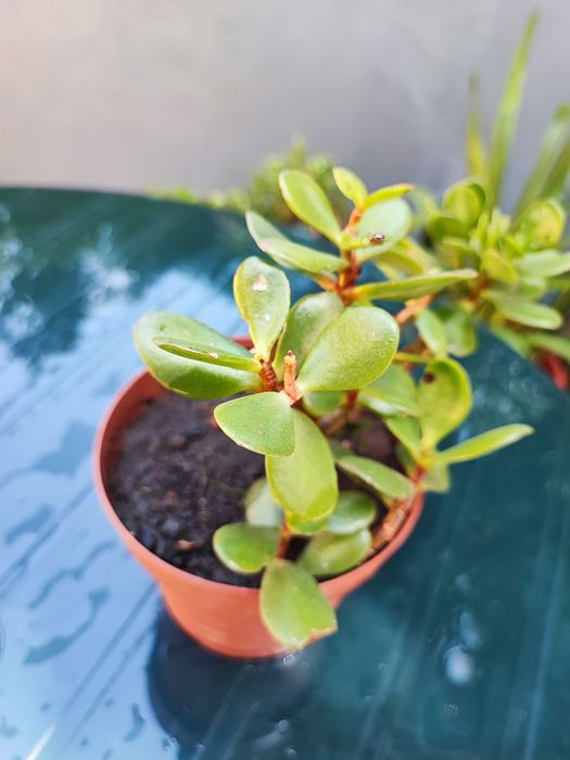Planta da prosperidade