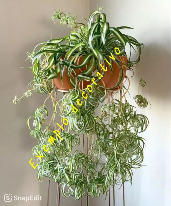 Clorofito (Planta Aranha)