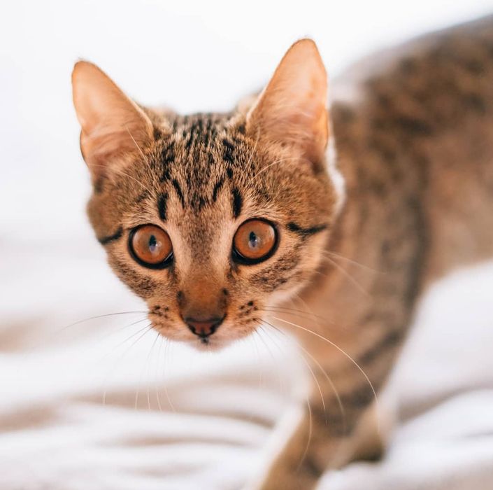 Котенок в хорошие руки
