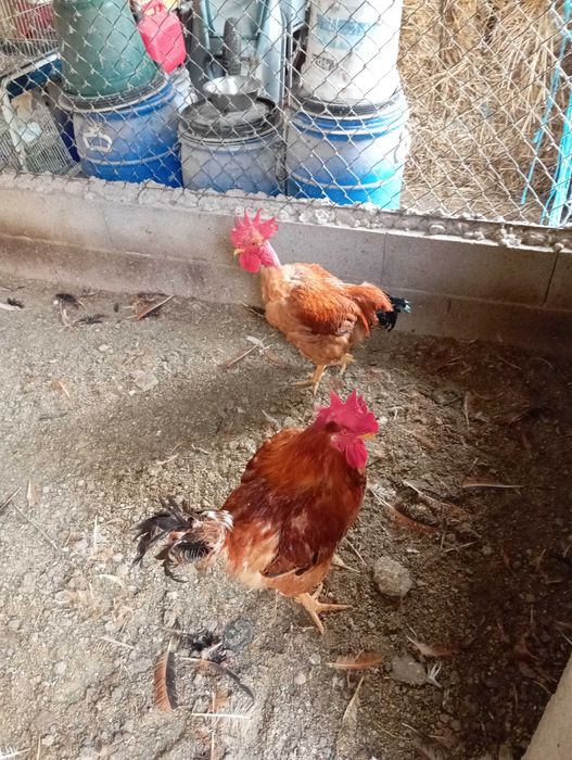 Galos vermelhos a partir de 3 kilos e brancos também