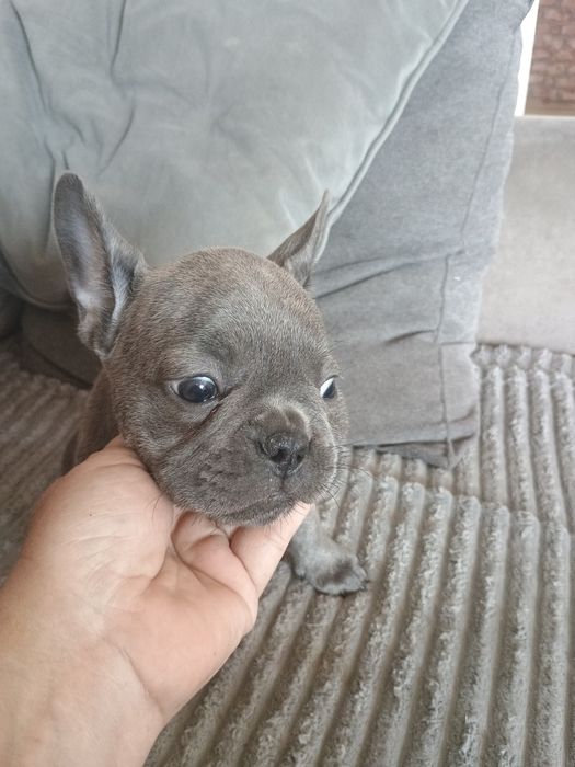 Buldog francuski dziewczynka