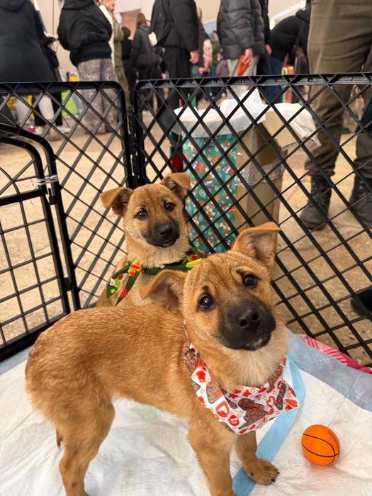 Різдвяні подаруночки