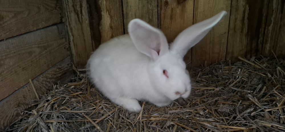 Belgijski olbrzym biały