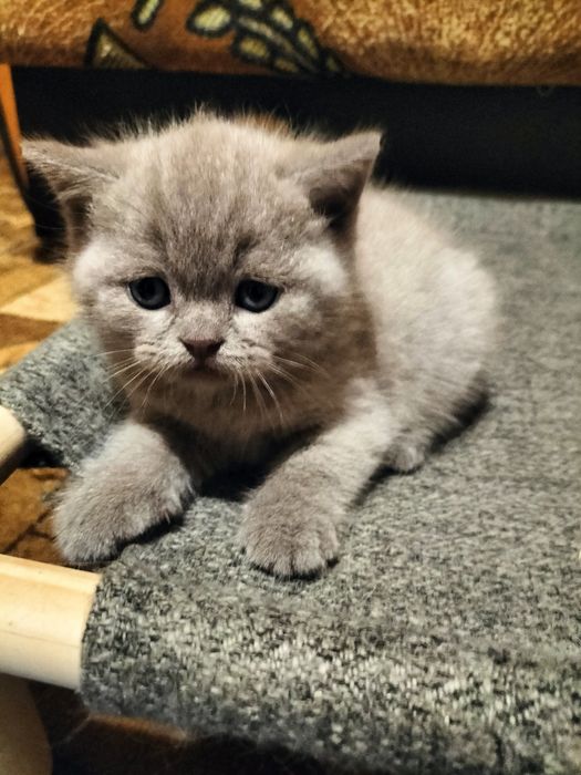 Продам шотландців