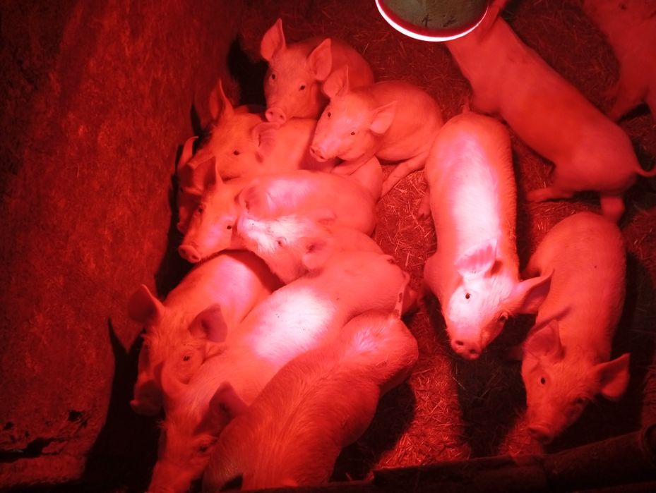 Продам поросята малі