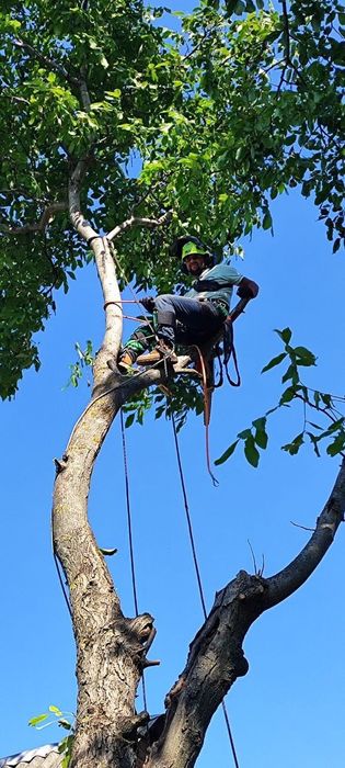 Спил аварийных деревьев