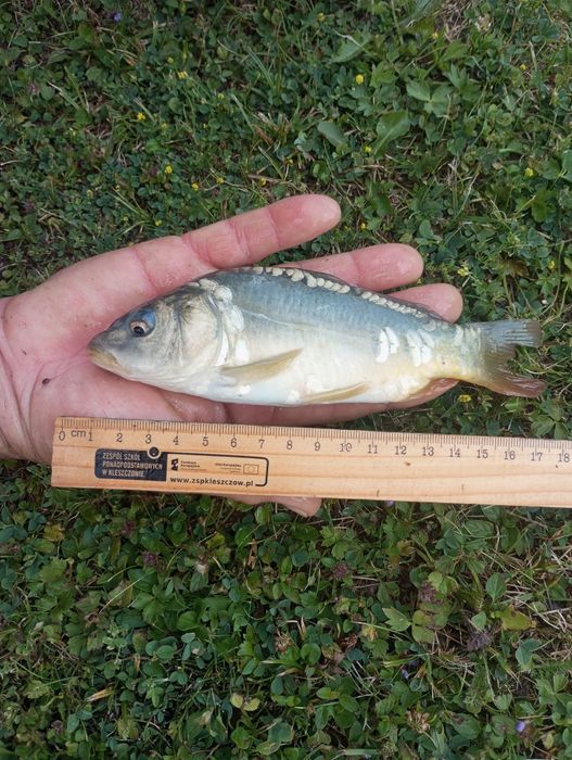 Karp karaś kroczek narybek karpia