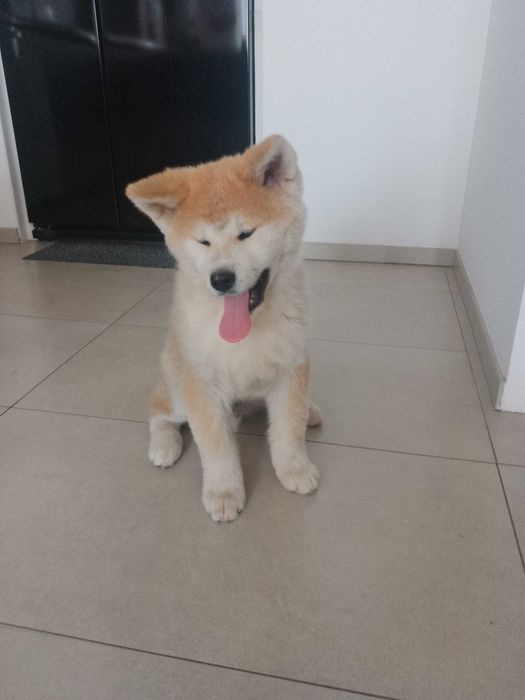Akita Inu szczeniak piesek