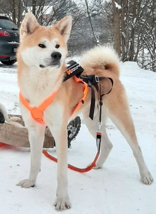 Szczenię Akita Inu FCI