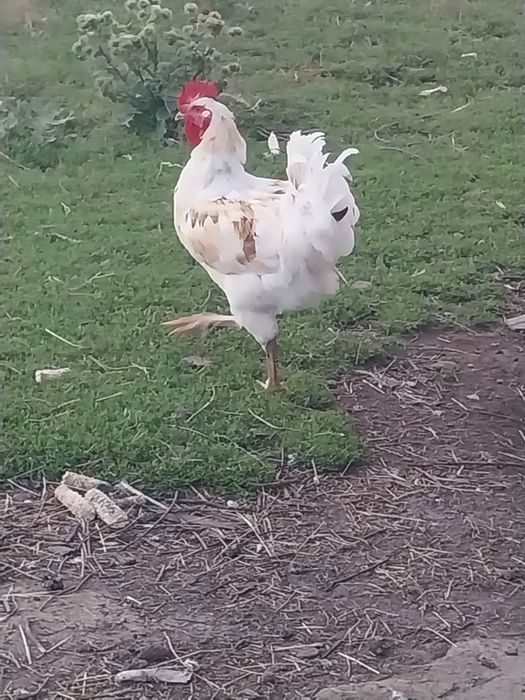 Sprzedam koguta i gołoszyjki parę