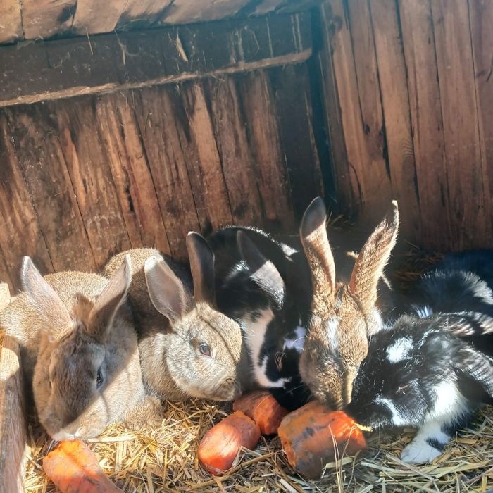 Sprzedam króliki samice i samce