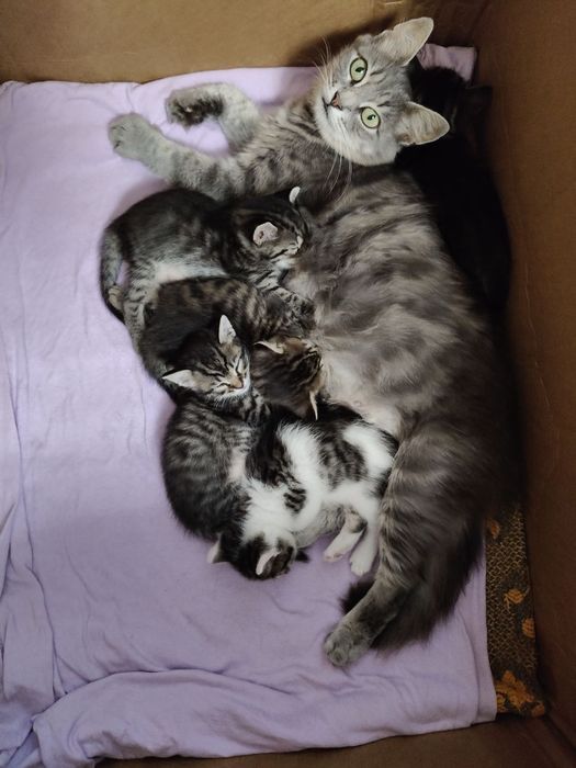 Котята 2 місяці шукають відповідальну родину