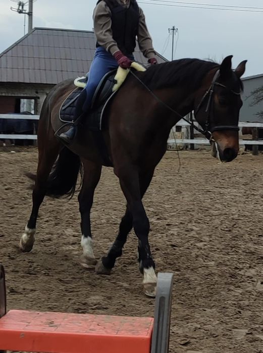 Bryczesy z horze 36
