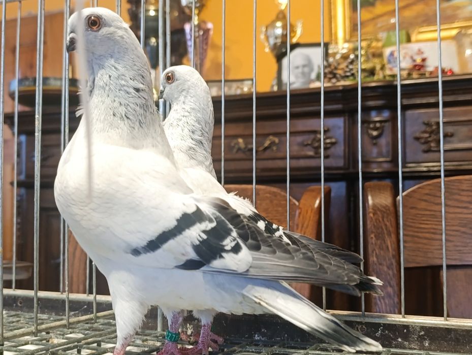 Mewka, mewki włoskie, wysyłam, gołębie ozdobne