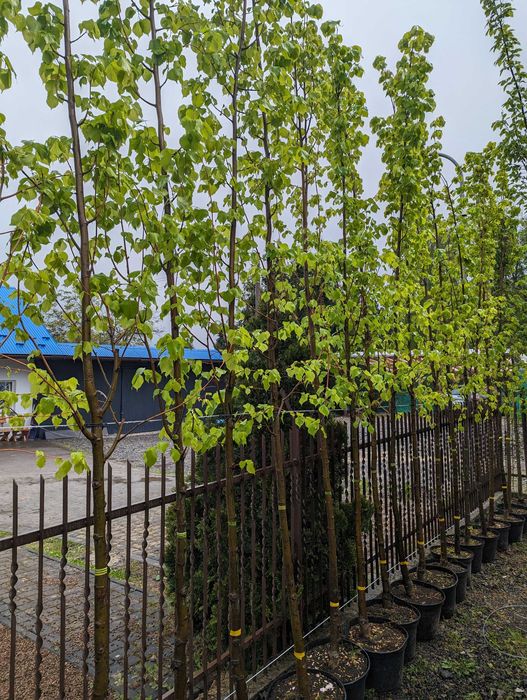 Lipa drobnolistna Greenspire i Rancho 16-18 cm