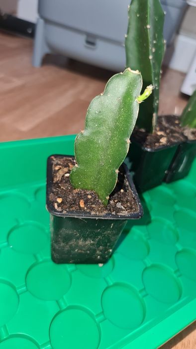 Galho de planta pitaya (dragonfruit) do Brasil