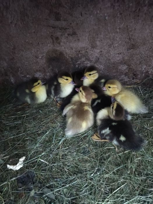 Продам Індокаченя