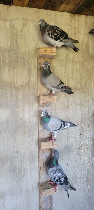 Pombos Correios (Cerca de 25 aves)